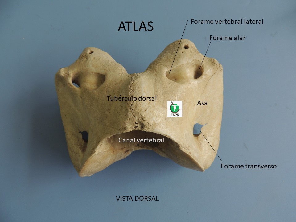 atlas vista dorsal