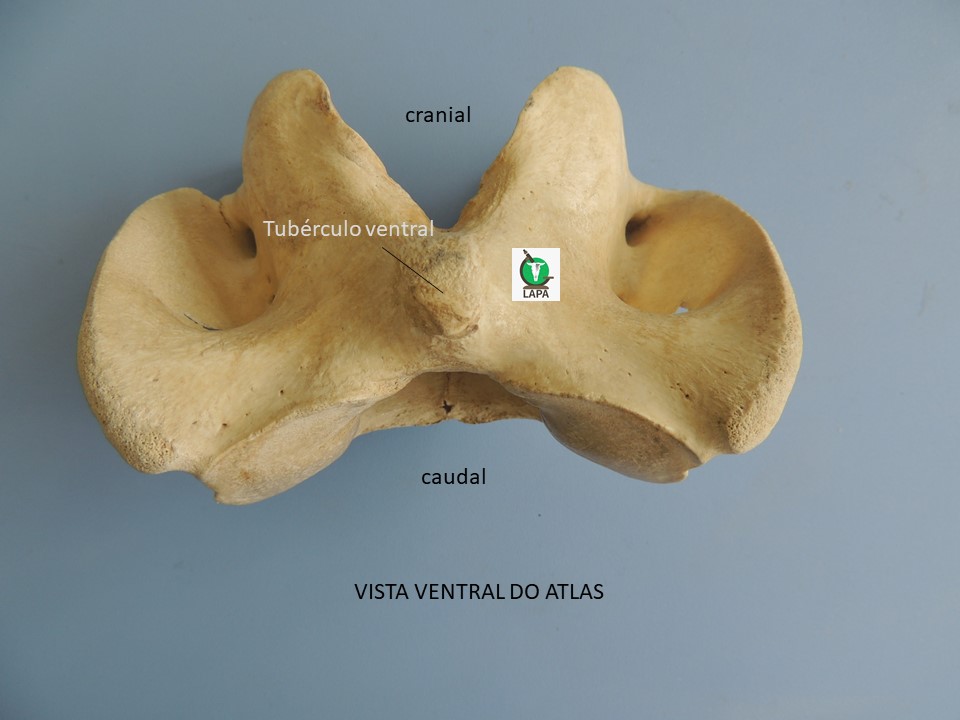 atlas vista ventral