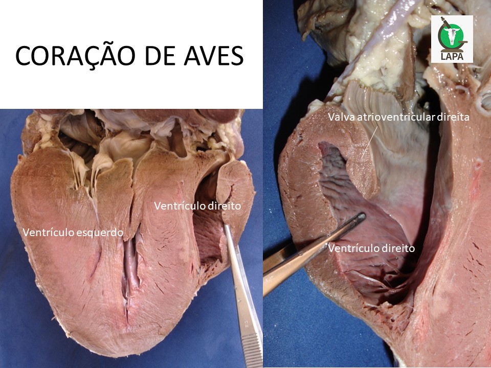 Sistema Circulatorio.jpg