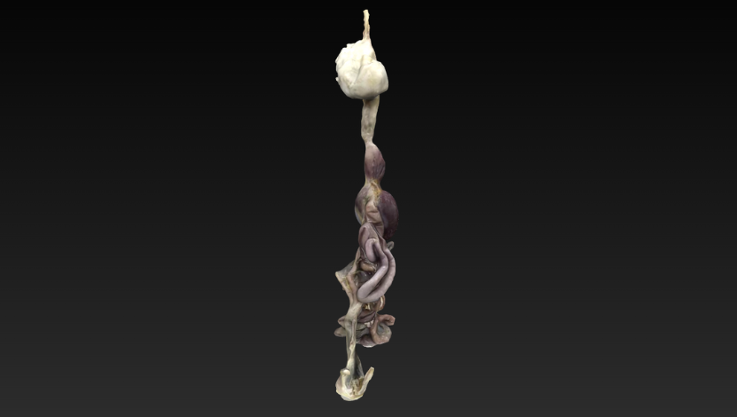digestorio