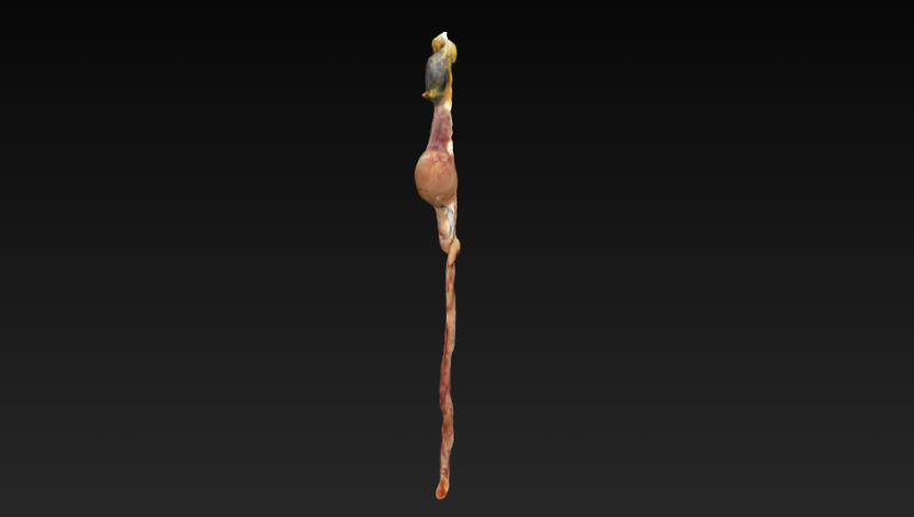 oviduto