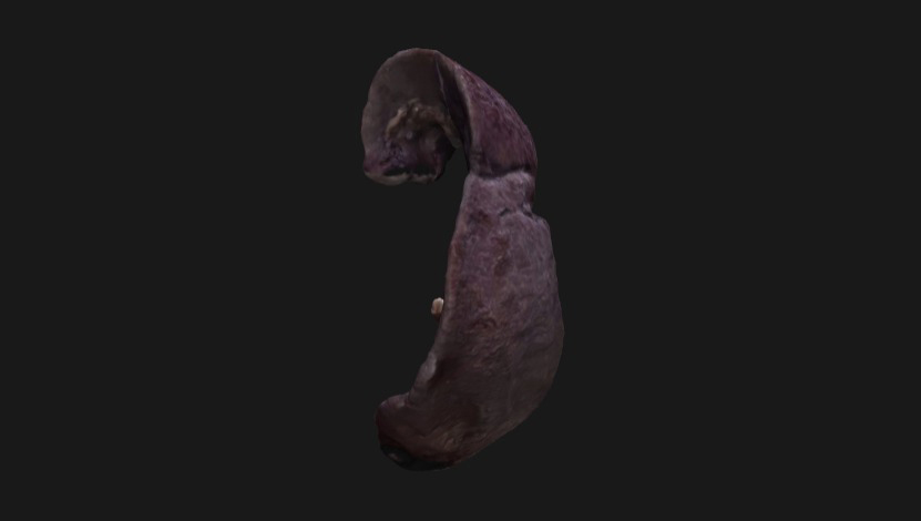 baco