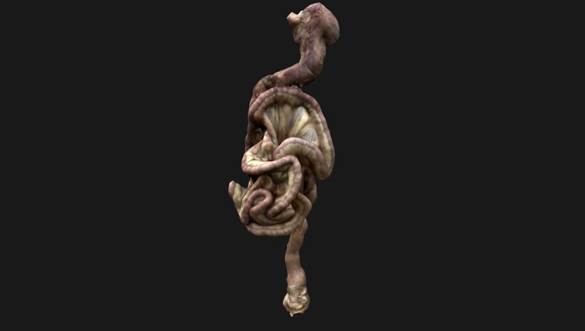 gastrointestinal