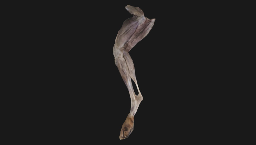 mm-profundos-pelvicos