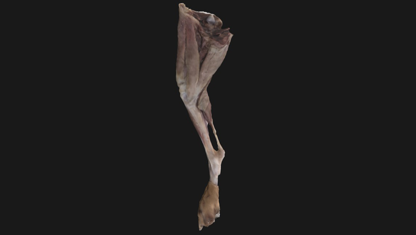mm-superficiais-pelvico