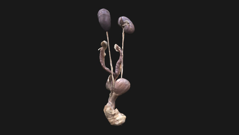 sistema-urogenital-fem