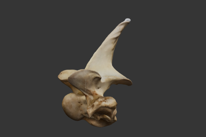 1-vertebra-toracica