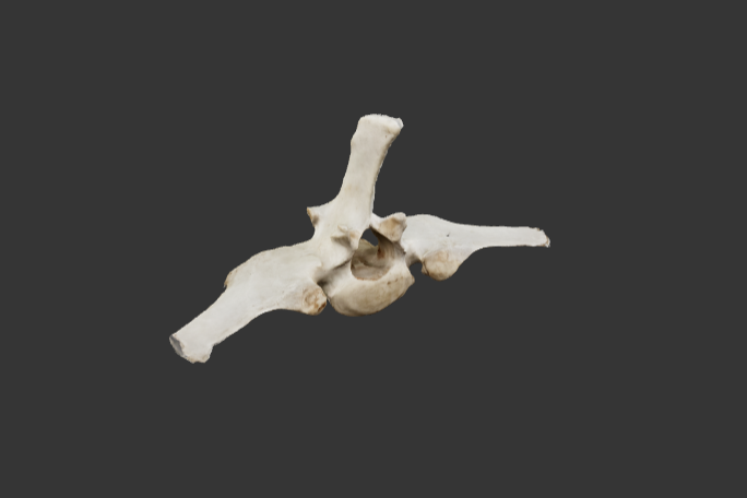 5-vertebra-lombar