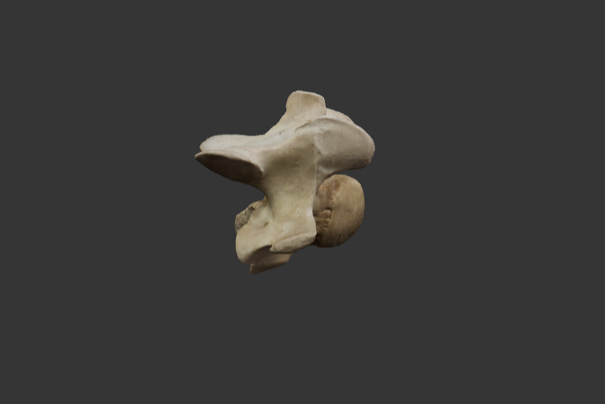 7-vertebra-cervical