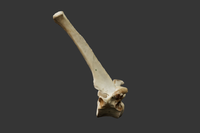 9-vertebra-toracica