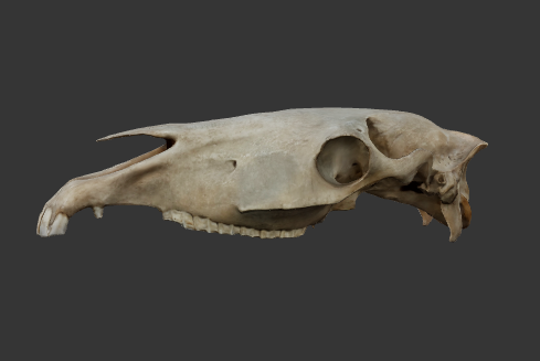 cranio