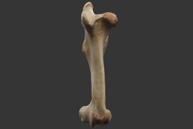 femur