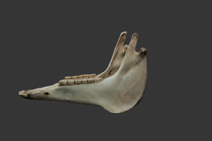 mandibula