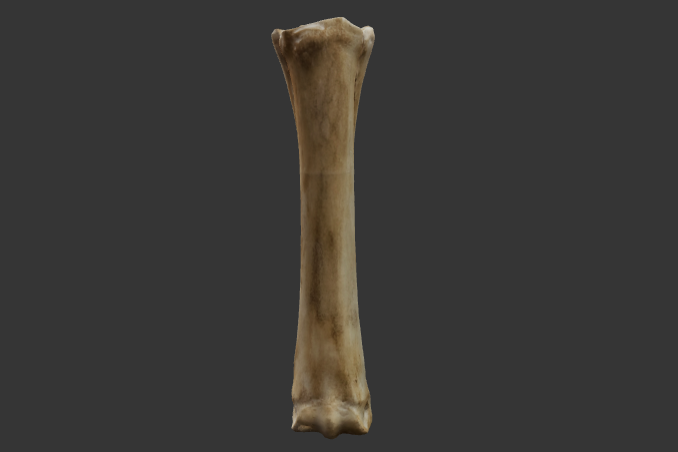 metacarpo
