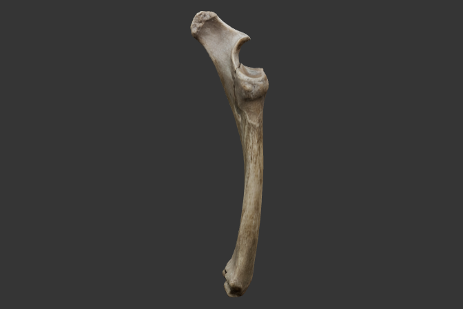 radio-ulna