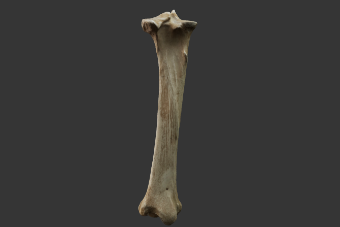 tibia