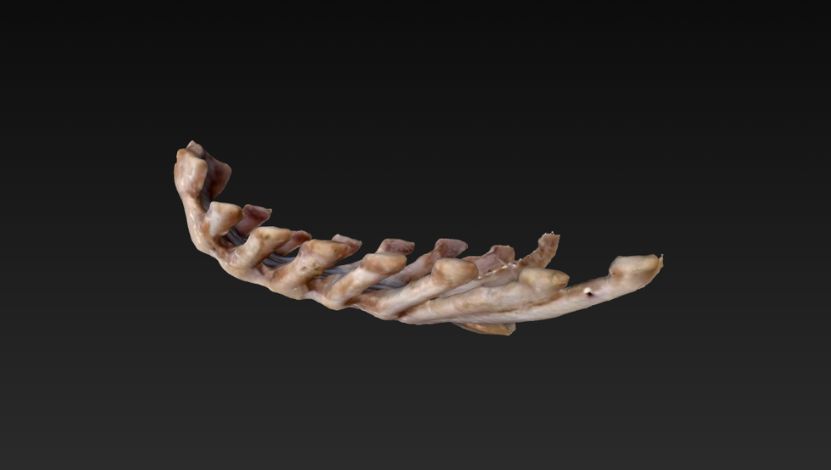 esterno