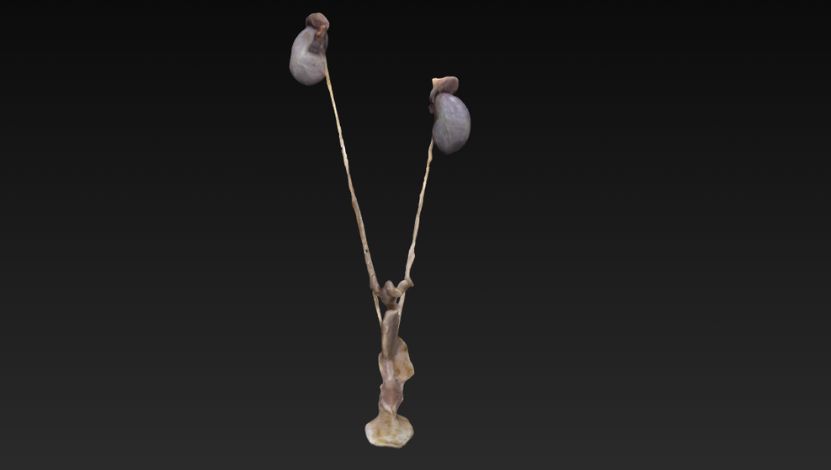 urogenital
